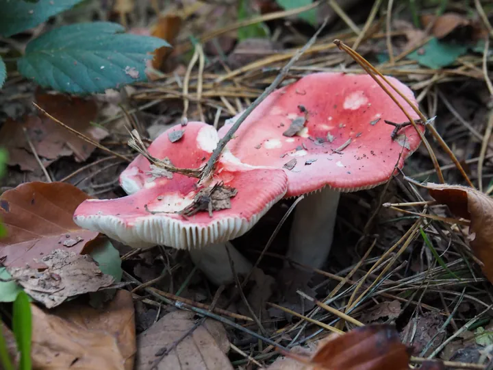 Vagevuurbos en Lippensgoed-Bulskampveld (België)